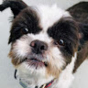 Meet your Posher, Sid